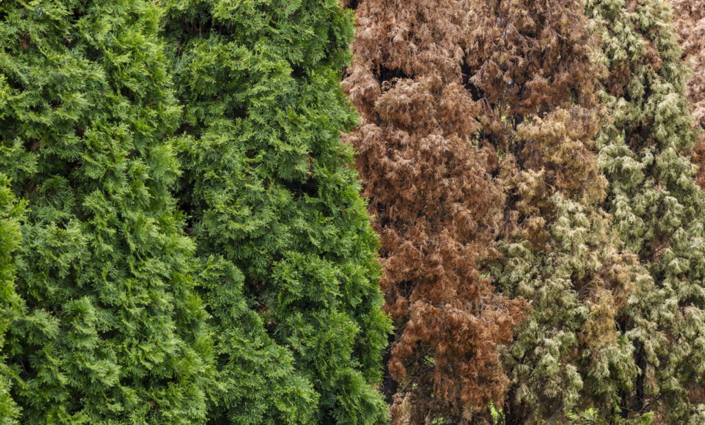 Hnědnoucí túje / Depositphotos