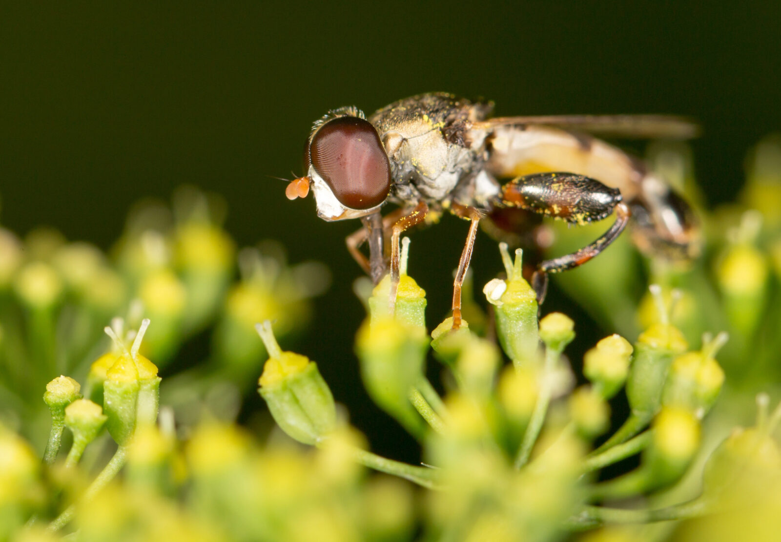 Mušky z květináče / Depositphotos