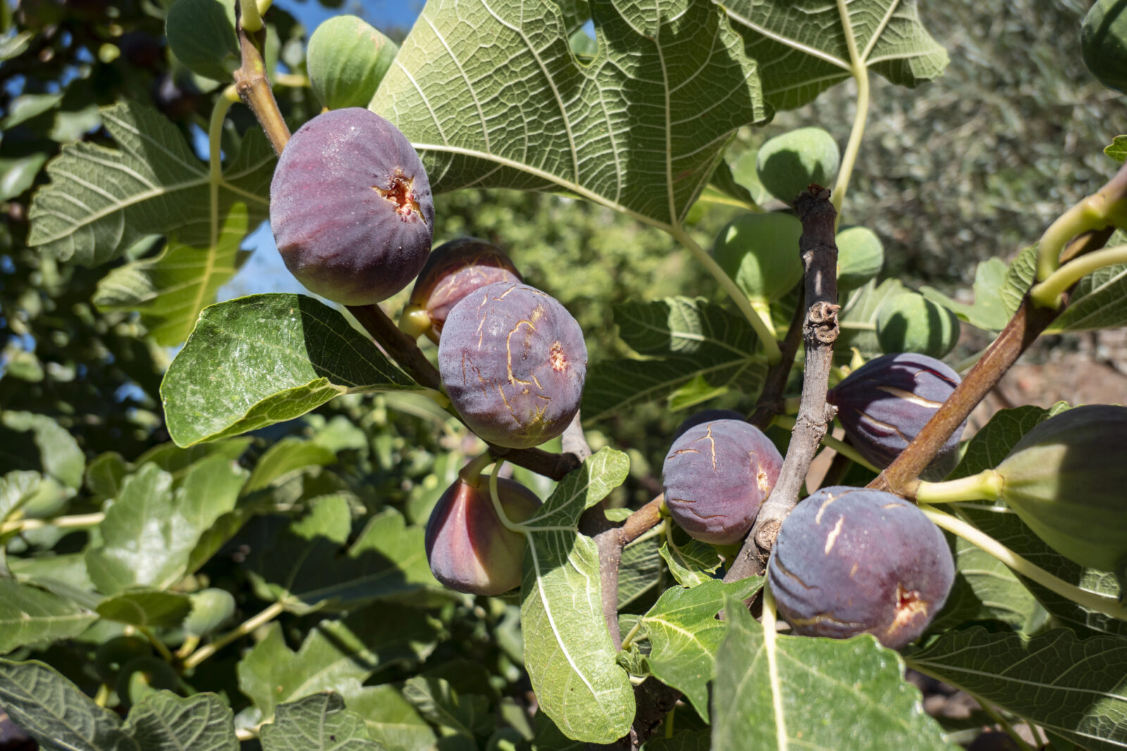 Fíkovník / Depositphotos