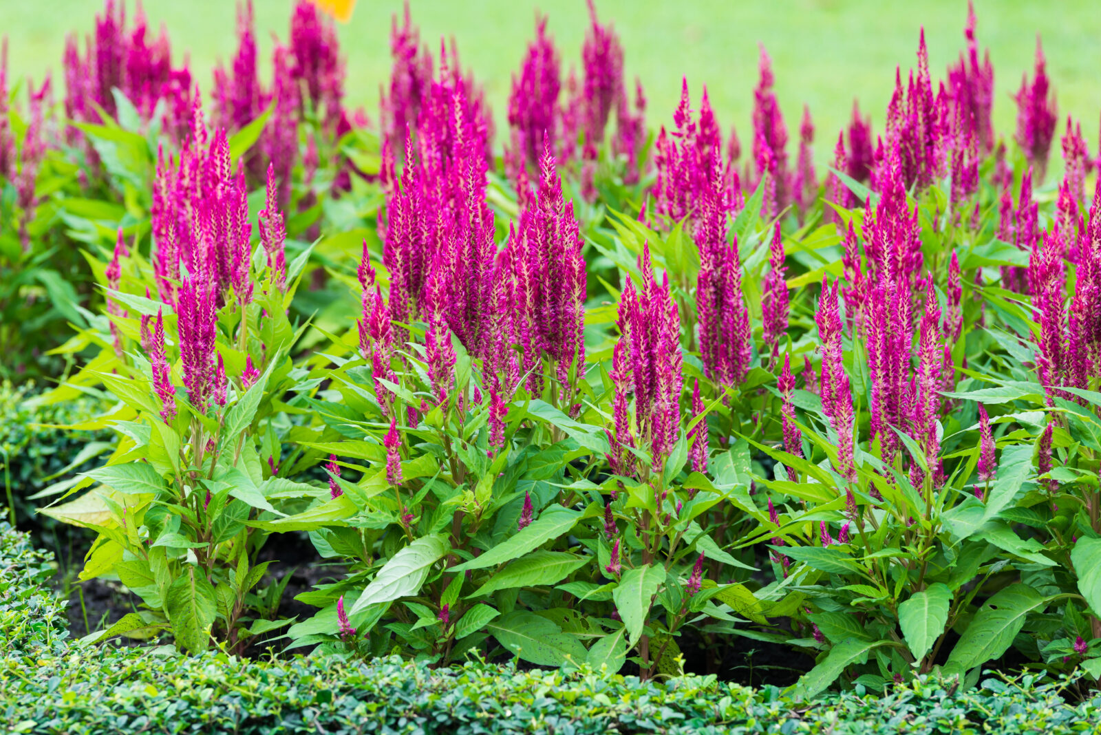 Nevadlec / Celosia / Depositphotos