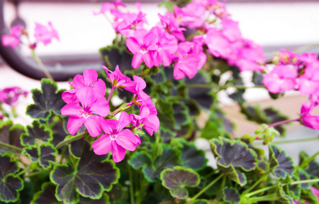 Pelargonie vonná / Depositphotos