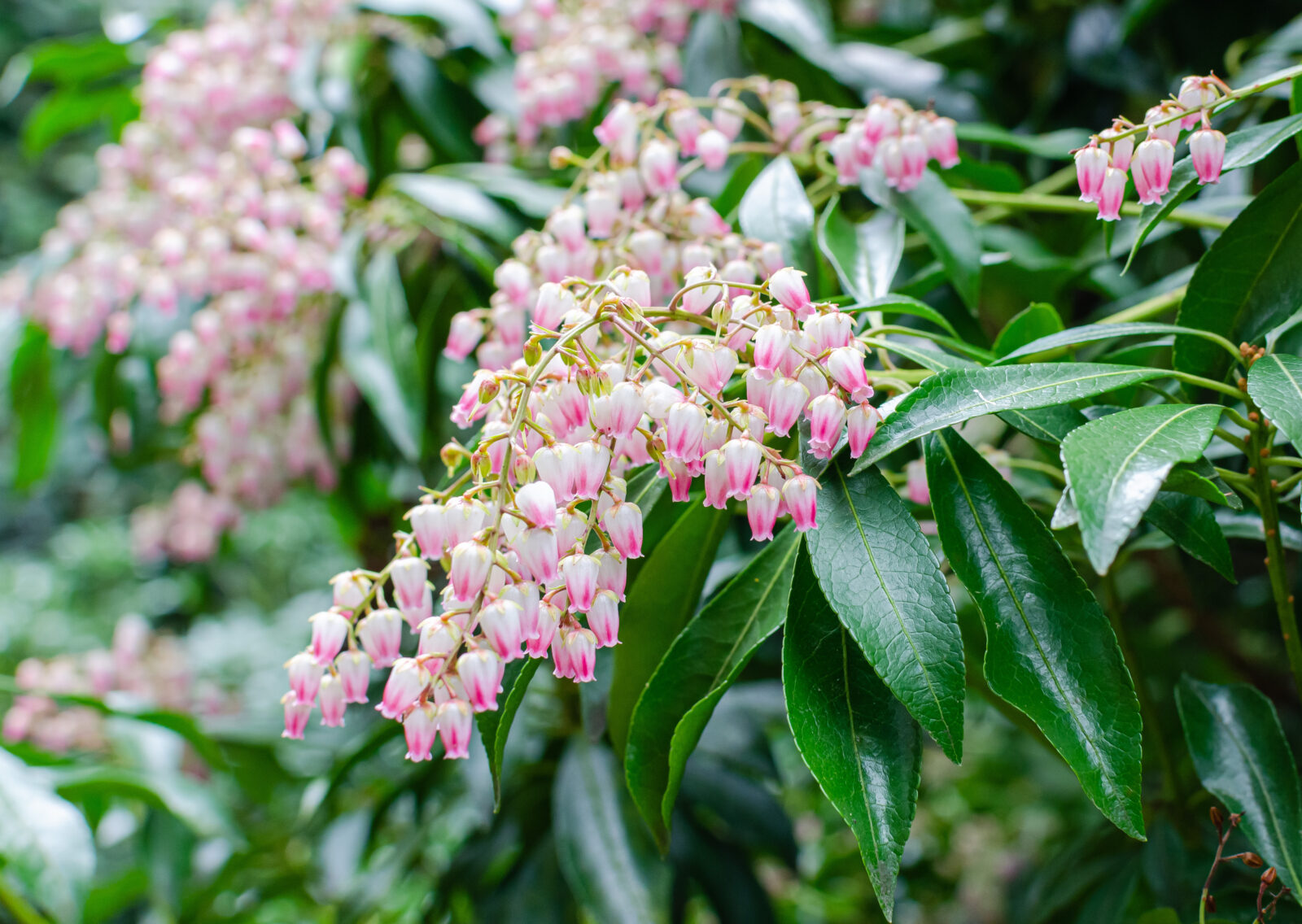 Pieris japonská / Depositphotos