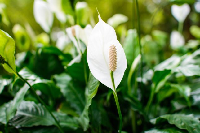 Toulcovka / Spathiphyllum / Depositphotos