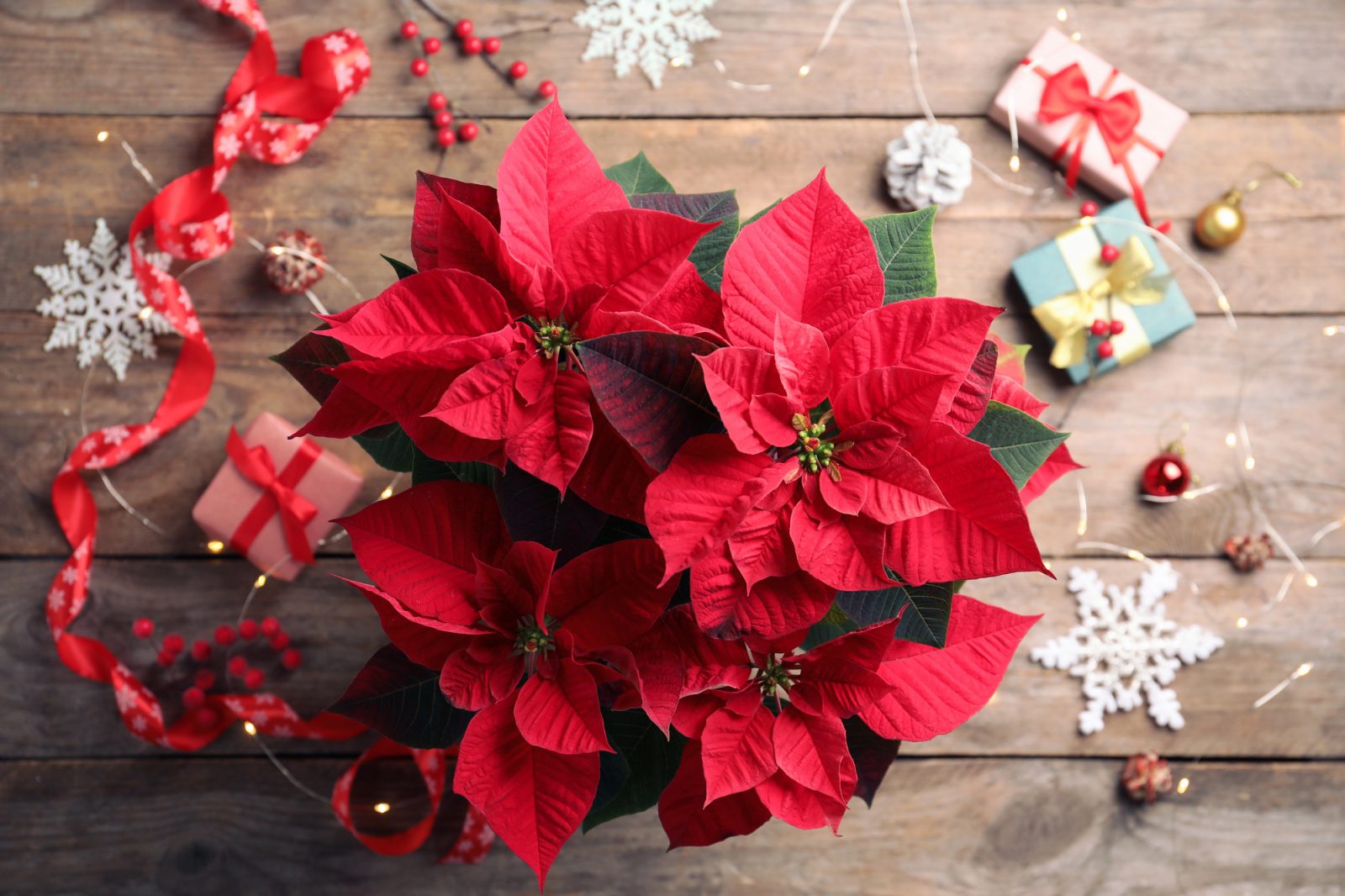 Vánoční hvězda / Depositphotos