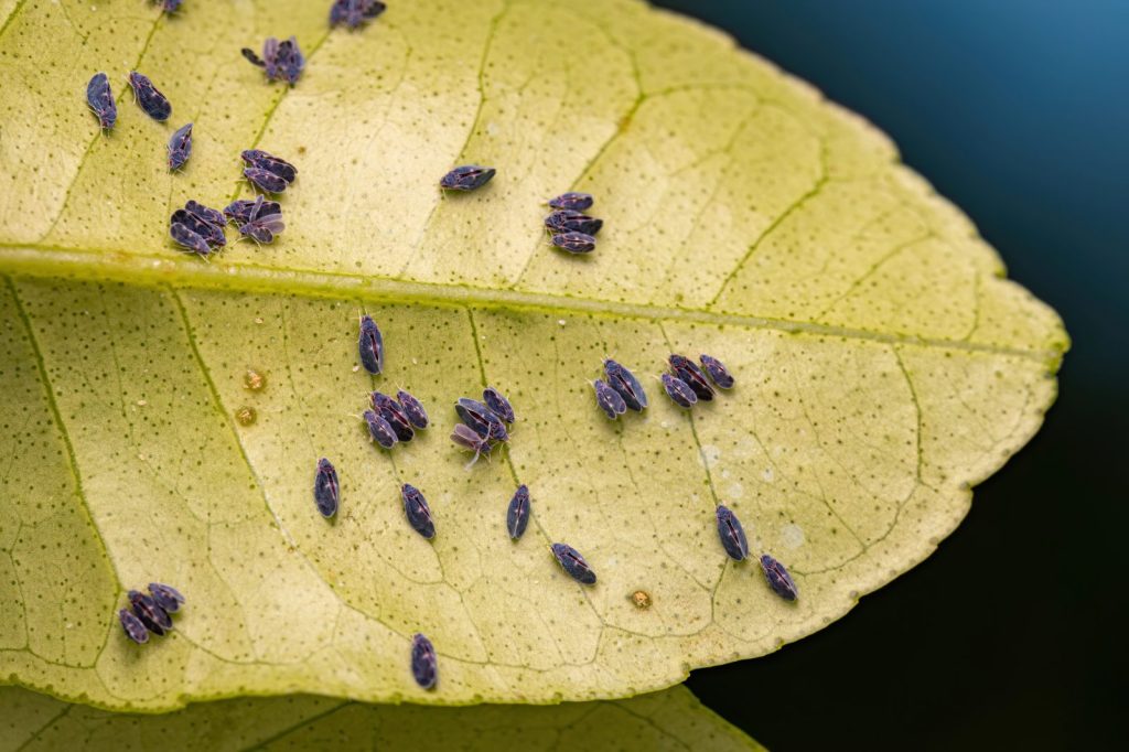 Molice / Depositphotos