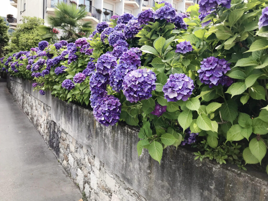 Hortenzie / Depositphotos