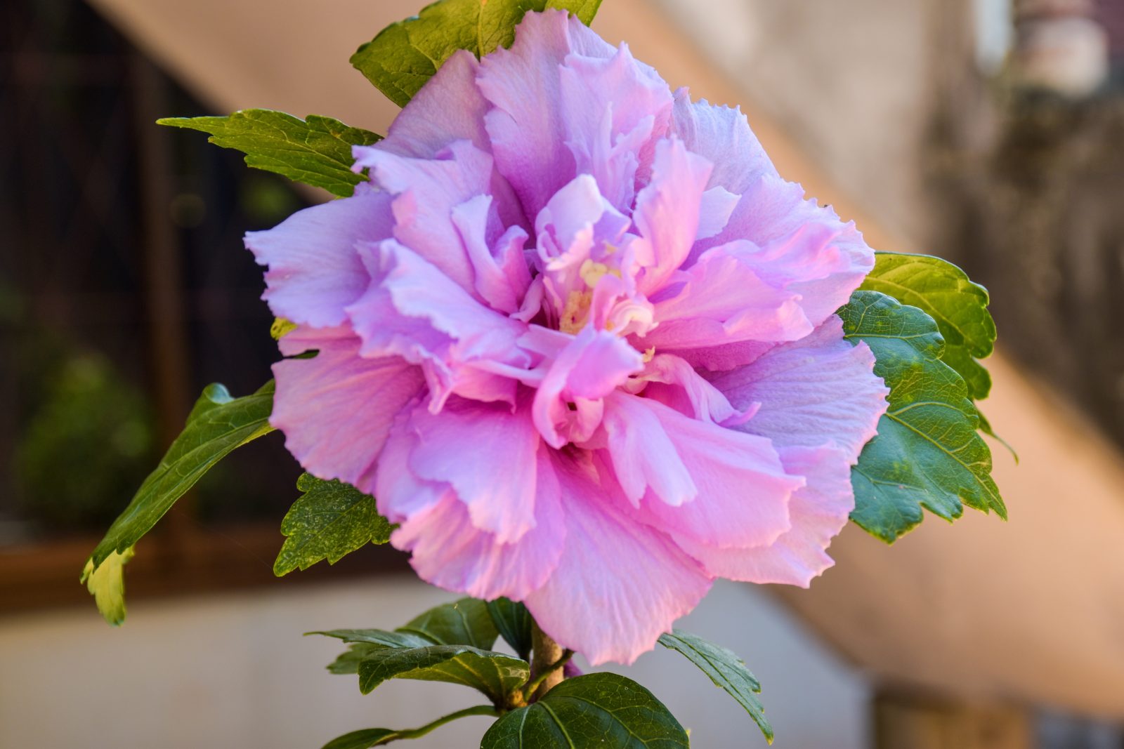 Pokojový ibišek / Depositphotos