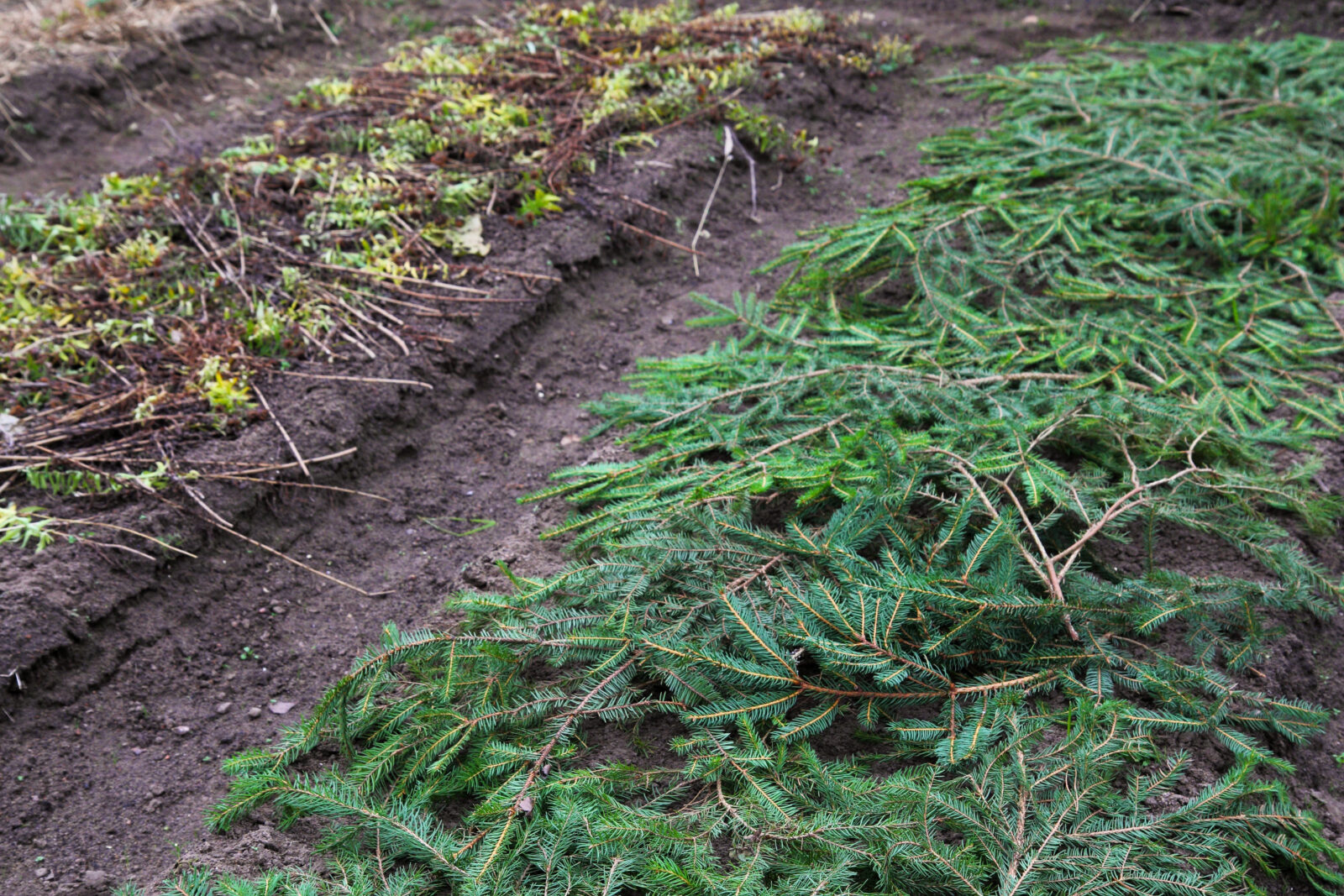 Prosincová zahrada / Depositphtos