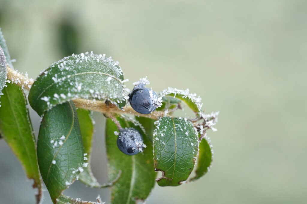 Borůvka v zimě / Foto: Depositphotos