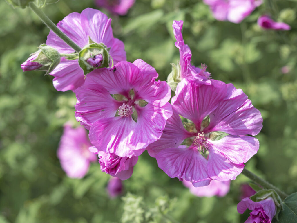 Slézovec durynský (Lavatera thuringiaca) / Foto: Depositphotos