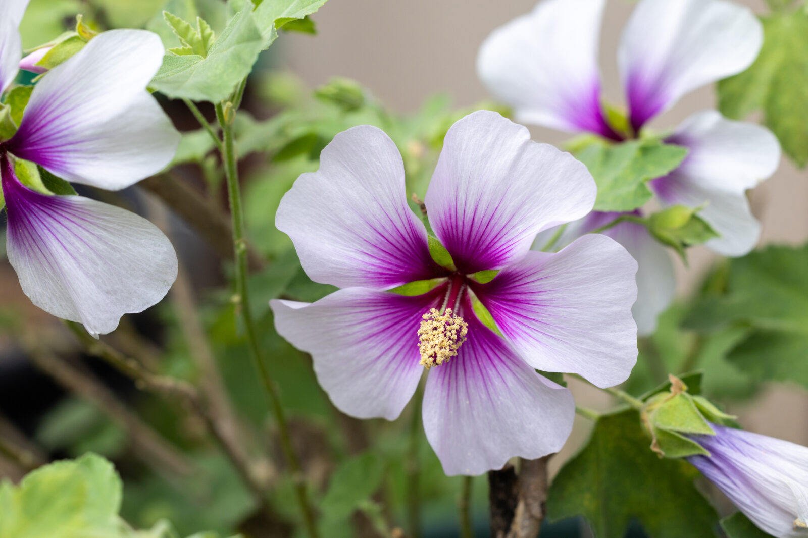 Slézovec přímořský (Lavatera maritima) / Foto: Depositphotos