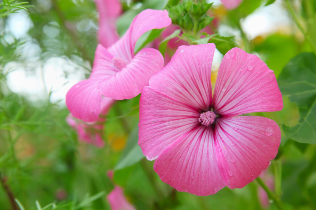 Slézovec tříměsíční (Lavatera trimestris) / Foto: Depositphotos