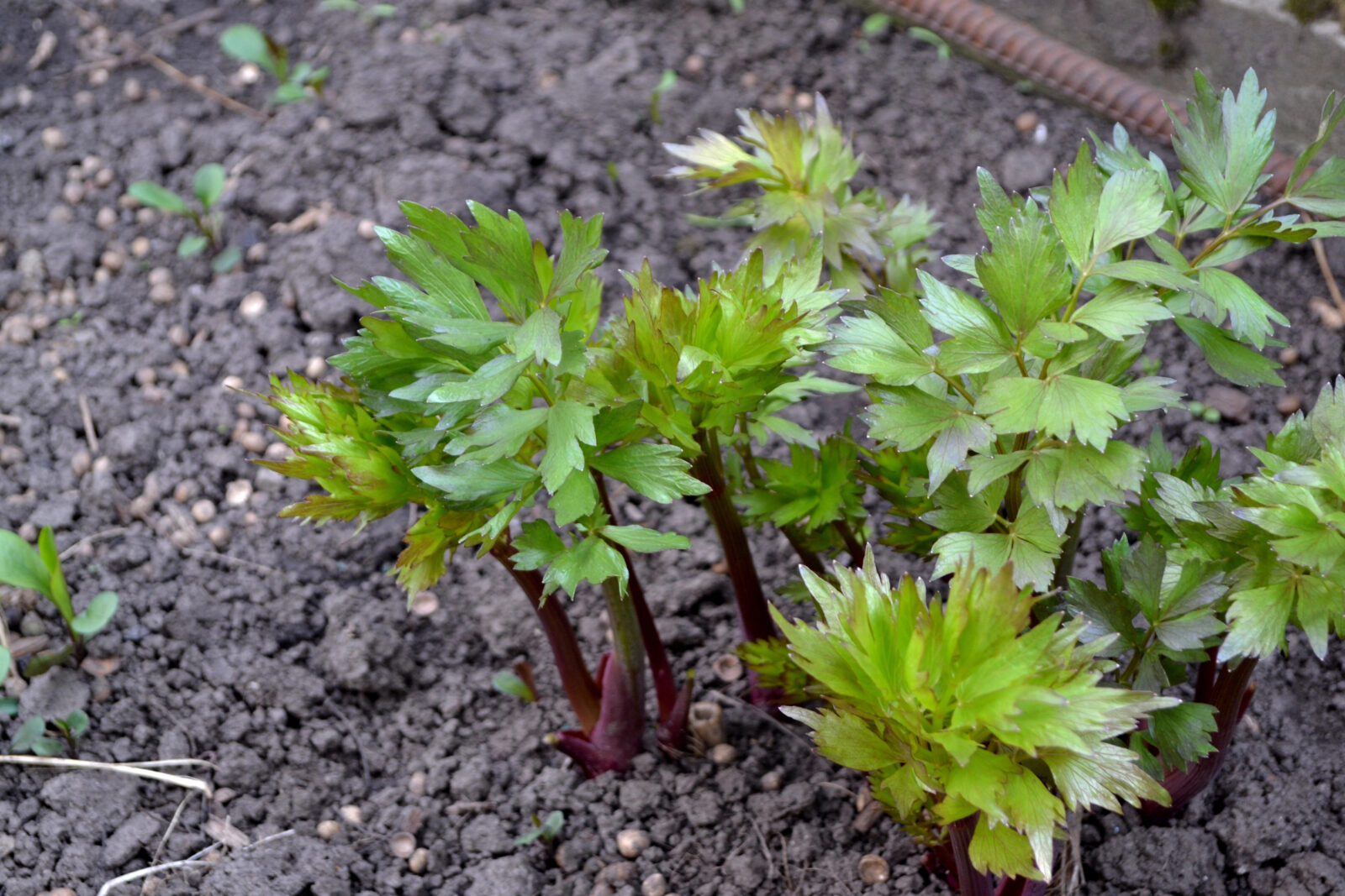 Libeček / Foto: Depositphotos