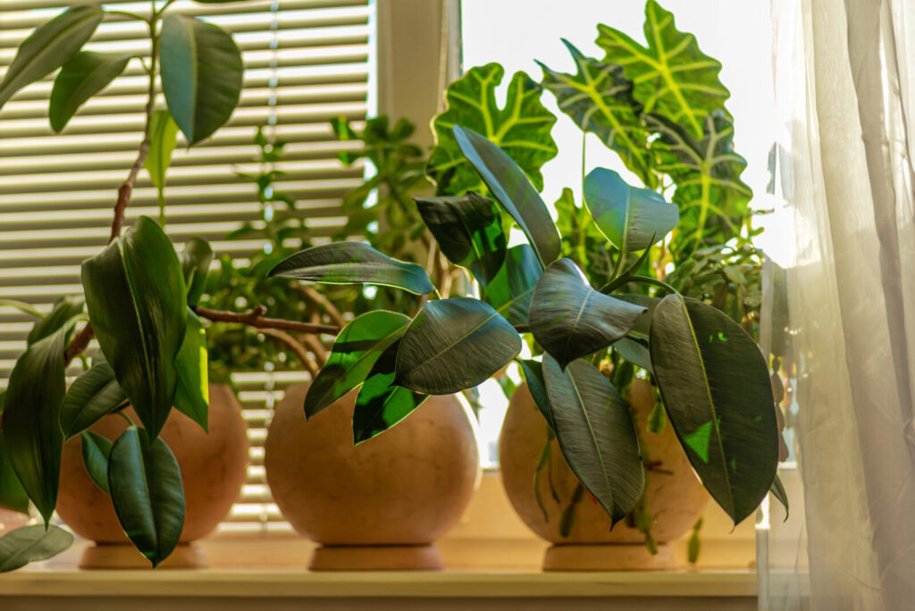 Pokojové rostliny / Foto: Depositphotos