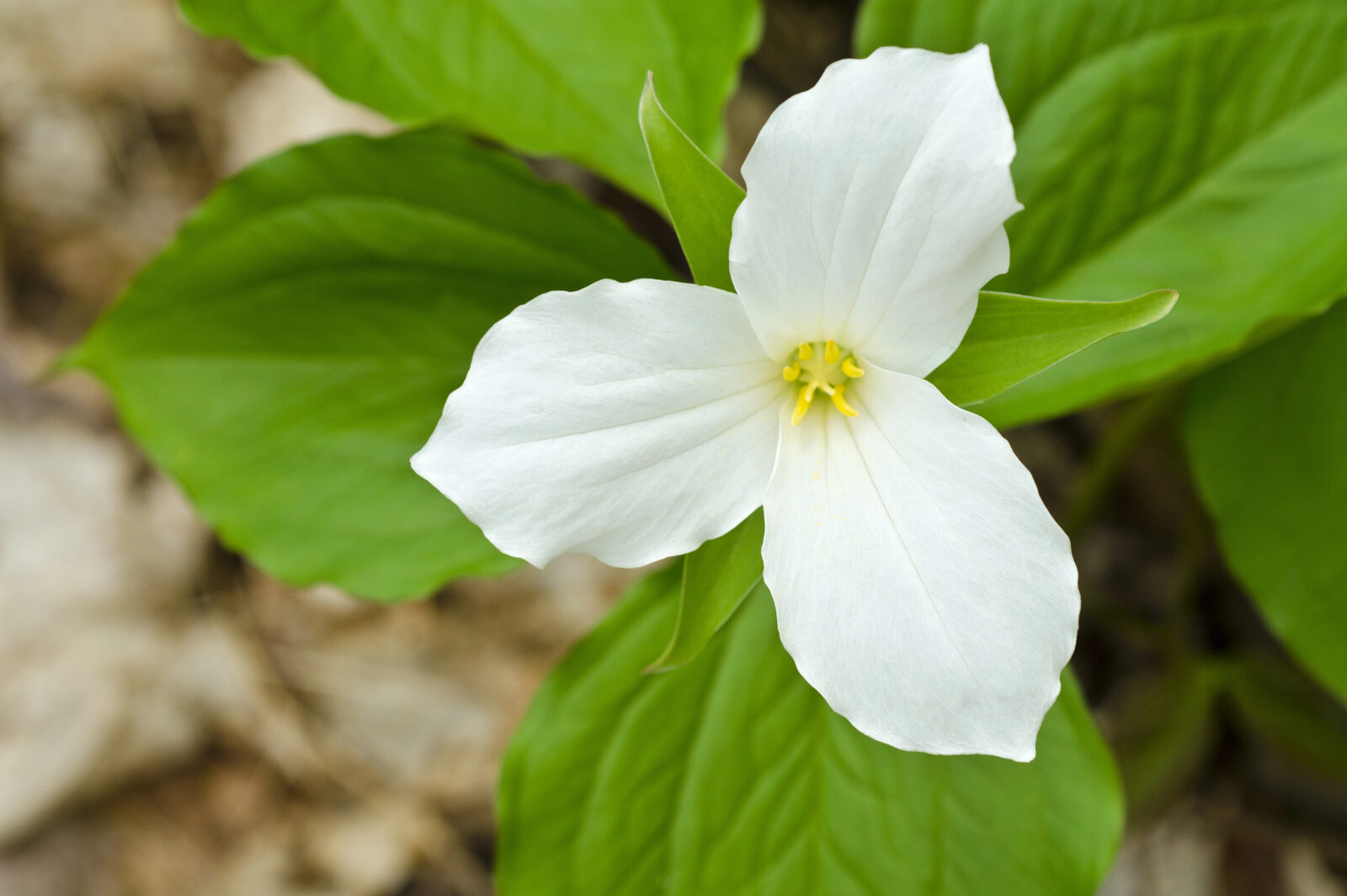 Trojčetka / Foto: Depositphotos