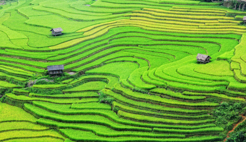 AI v zemědělství / Foto: Depositphotos