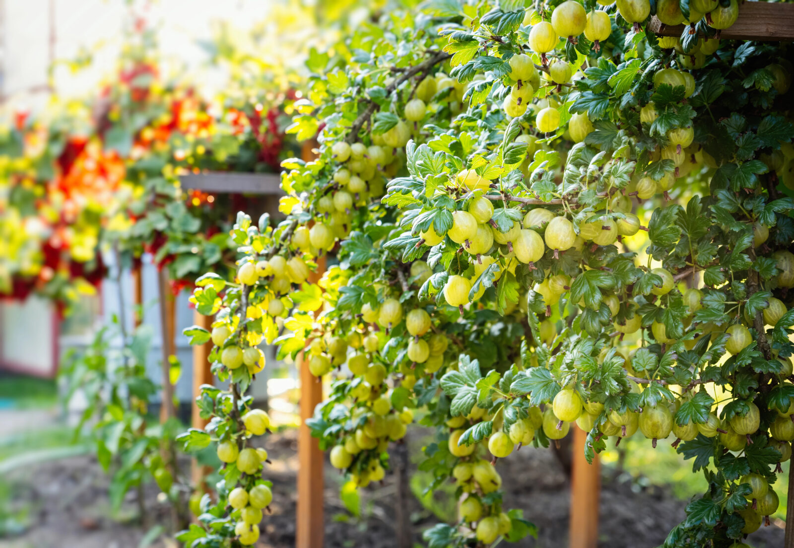 Angrešt / Foto: Depositphotos