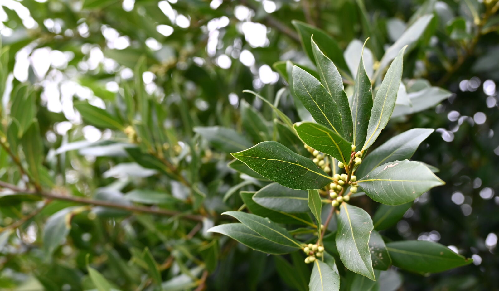 Bobkový list / Foto: Depositphotos