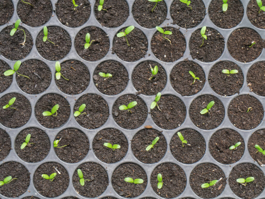 Předpěstování / Foto: Depositphotos