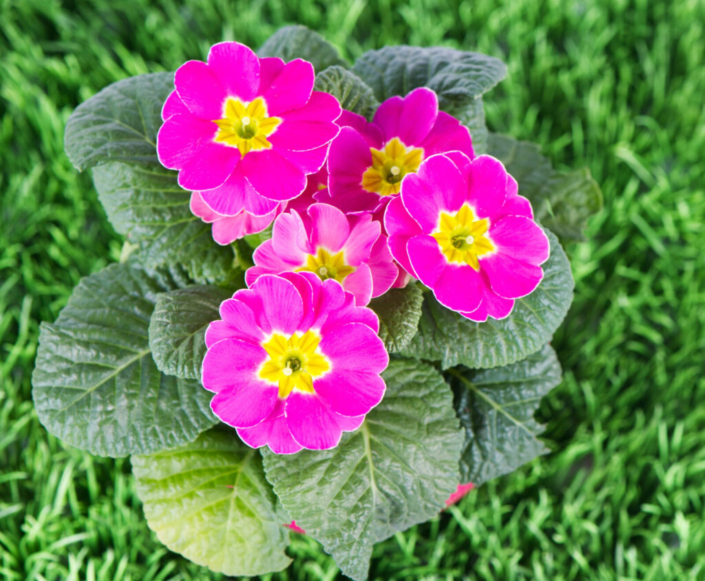 Prvosenky / Foto: Depositphotos