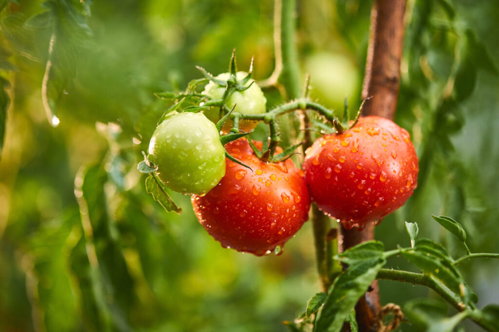 Rajčata / Foto: Depositphotos