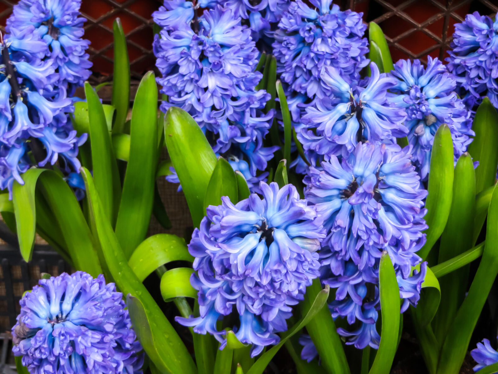 Hyacinty / Foto: Depositphotos