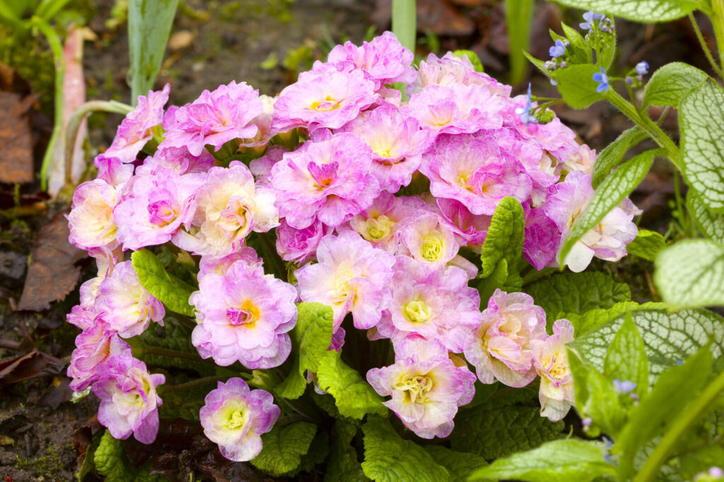 Prvosenky / Foto: Depositphotos