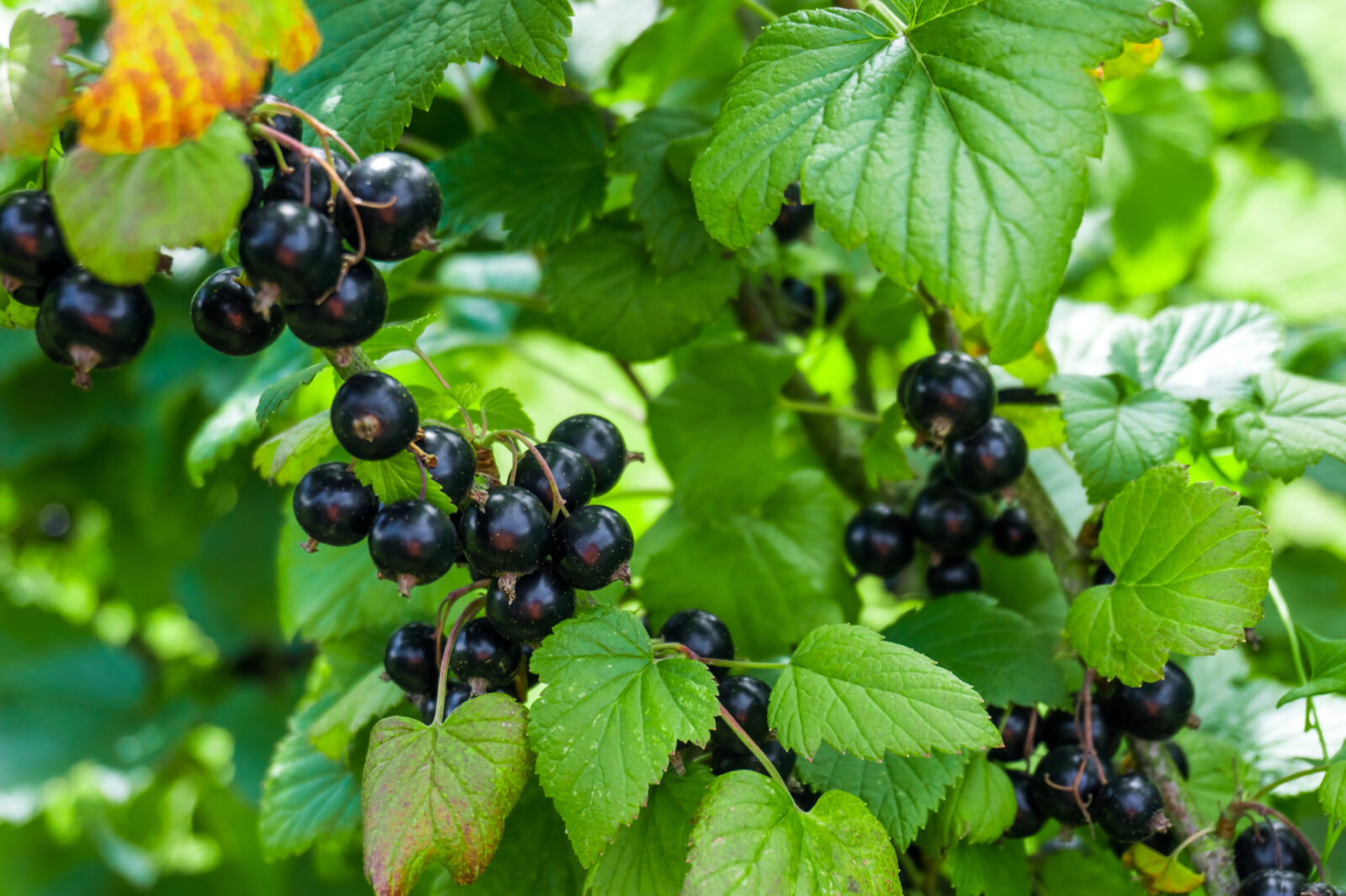 Černý rybíz / Foto: Depositphotos