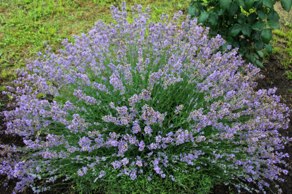 Levandule / Foto: Depositphotos