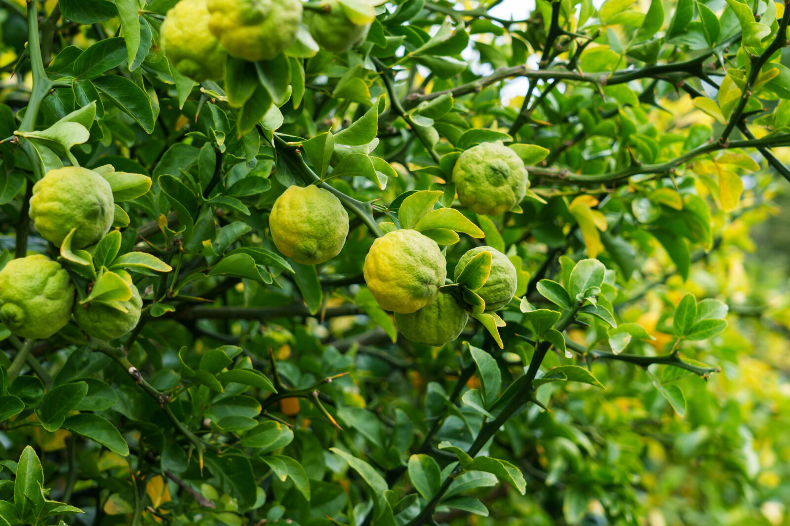 Citronečník trojlistý / Foto: Depositphotos