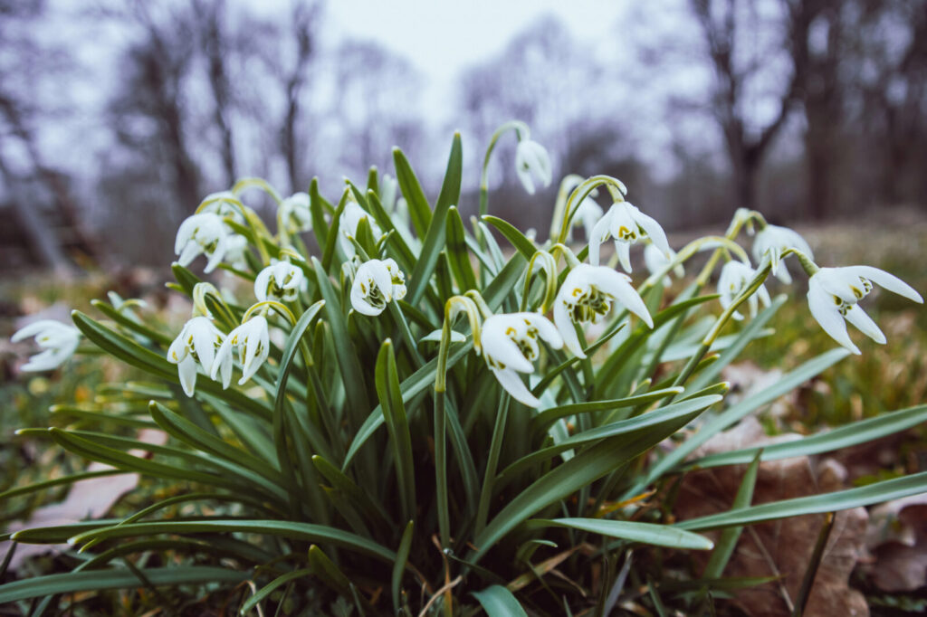 Sněženky / foto: Depositphotos