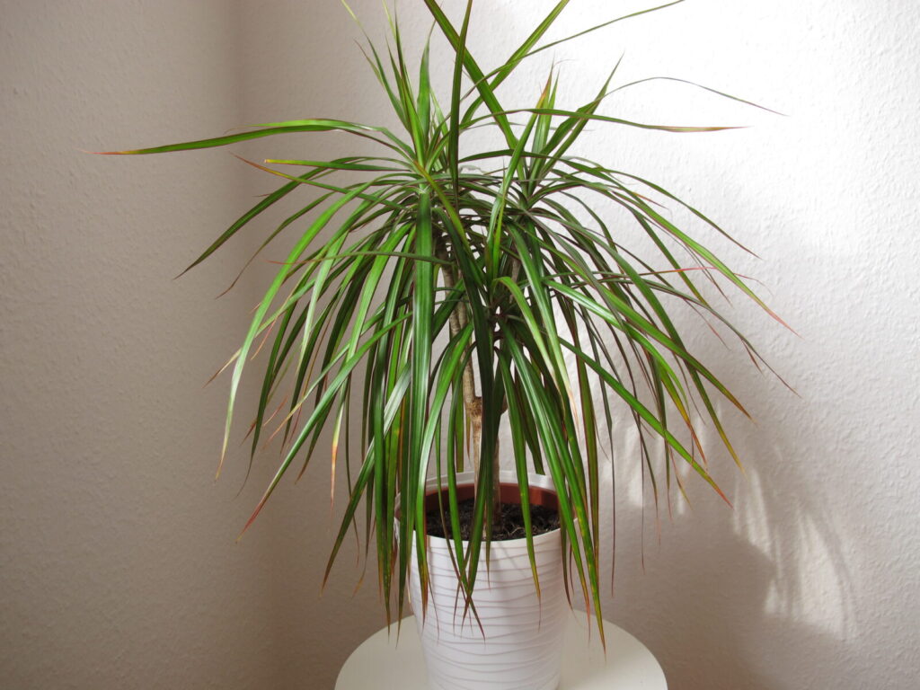Dracena / Foto: Depositphotos