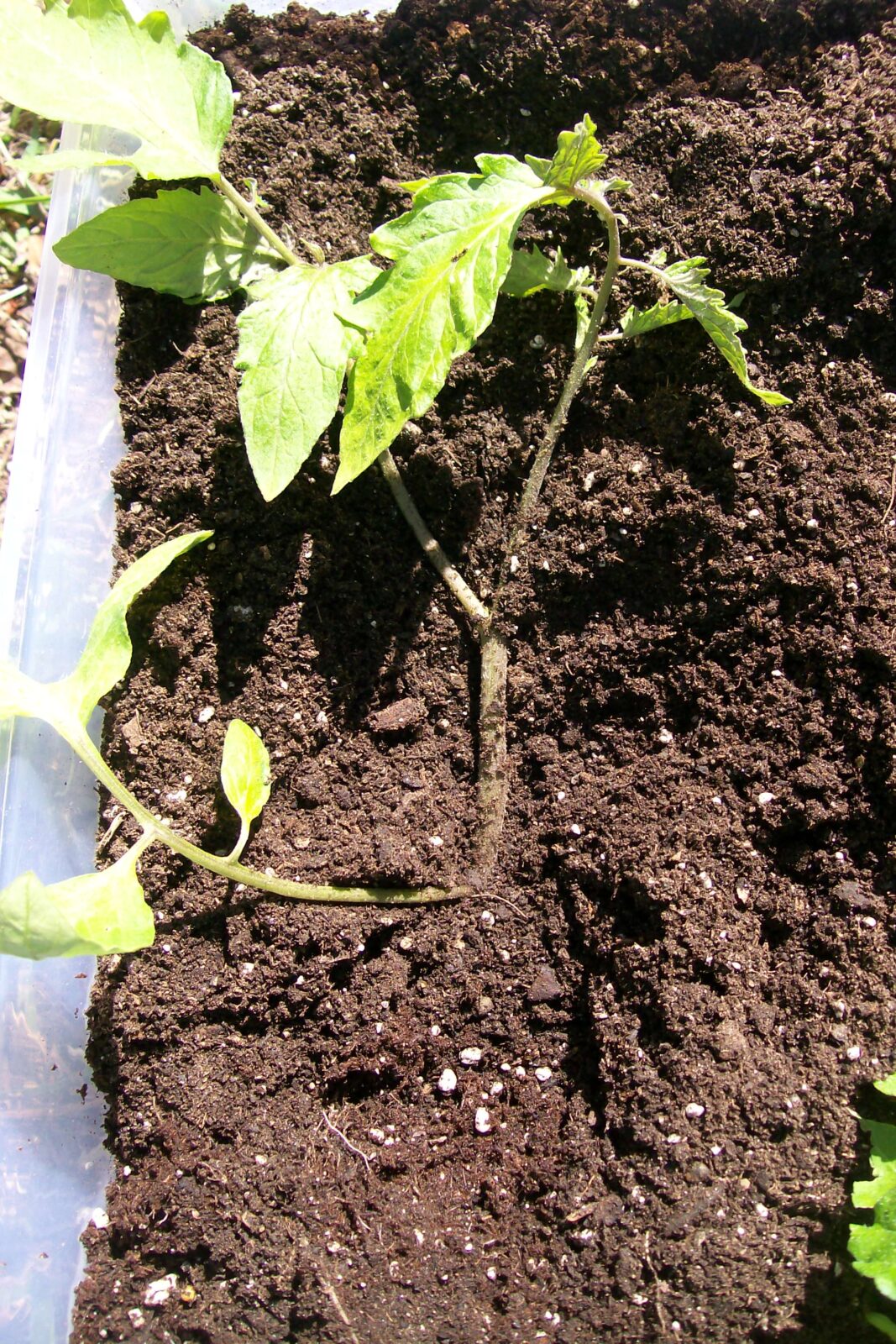 Pěstování naležato / Foto: Instructables