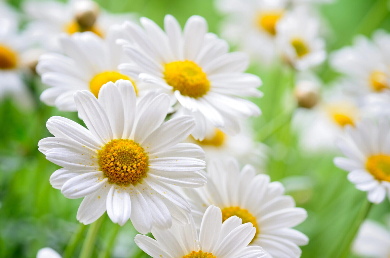 Heřmánek / Foto: Depositphotos