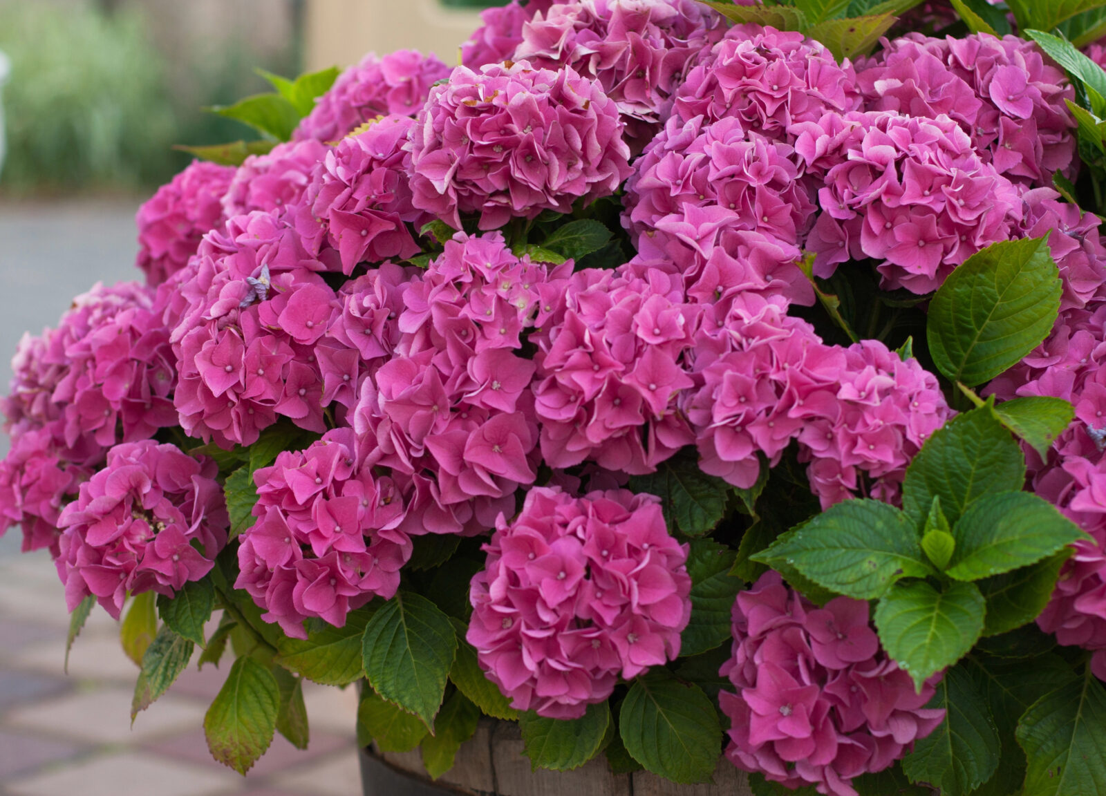 Hortenzie / Foto: Depositphotos