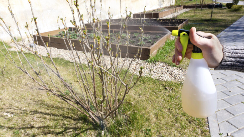 Jarní postřik rybízu / Foto: Depositphotos