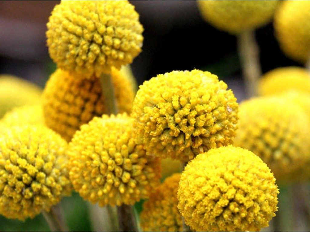 Kraspédie / Foto: Zahradnictvi-spomysl.cz