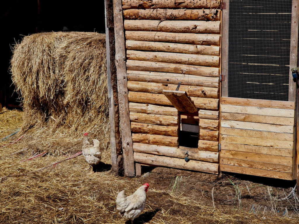 Kuna útočí na bezpečný kurník / Foto: Depositphotos