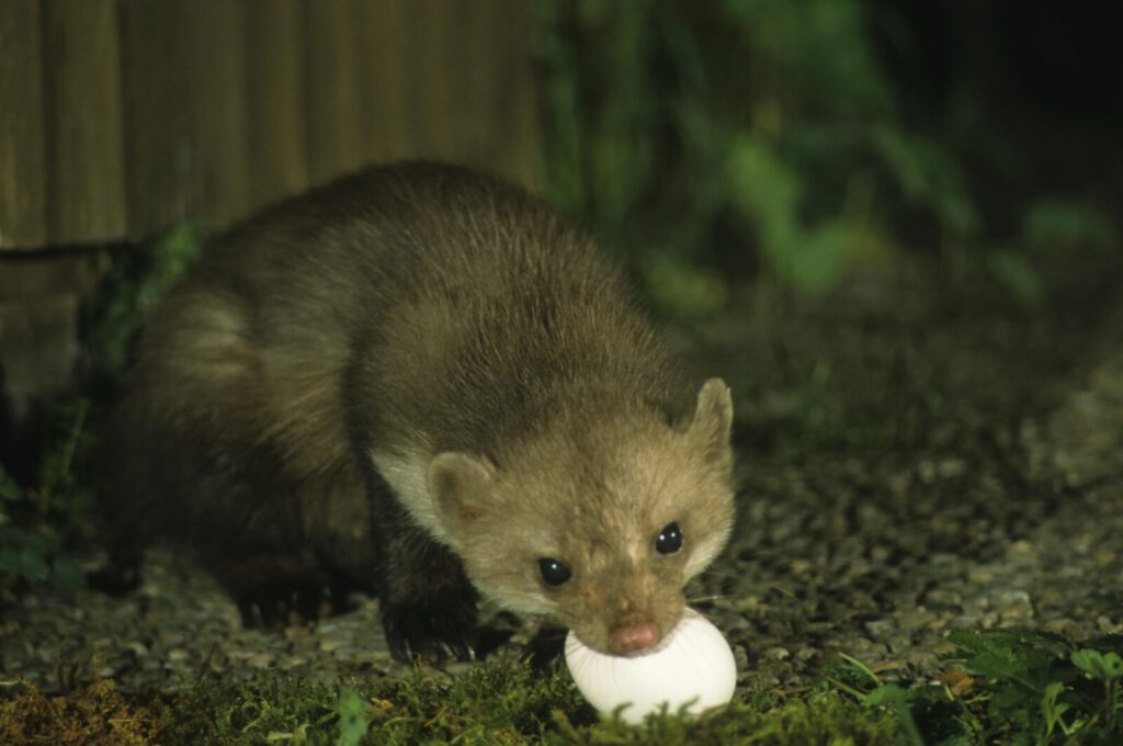Kuna útočí na kurník / Foto: Depositphotos