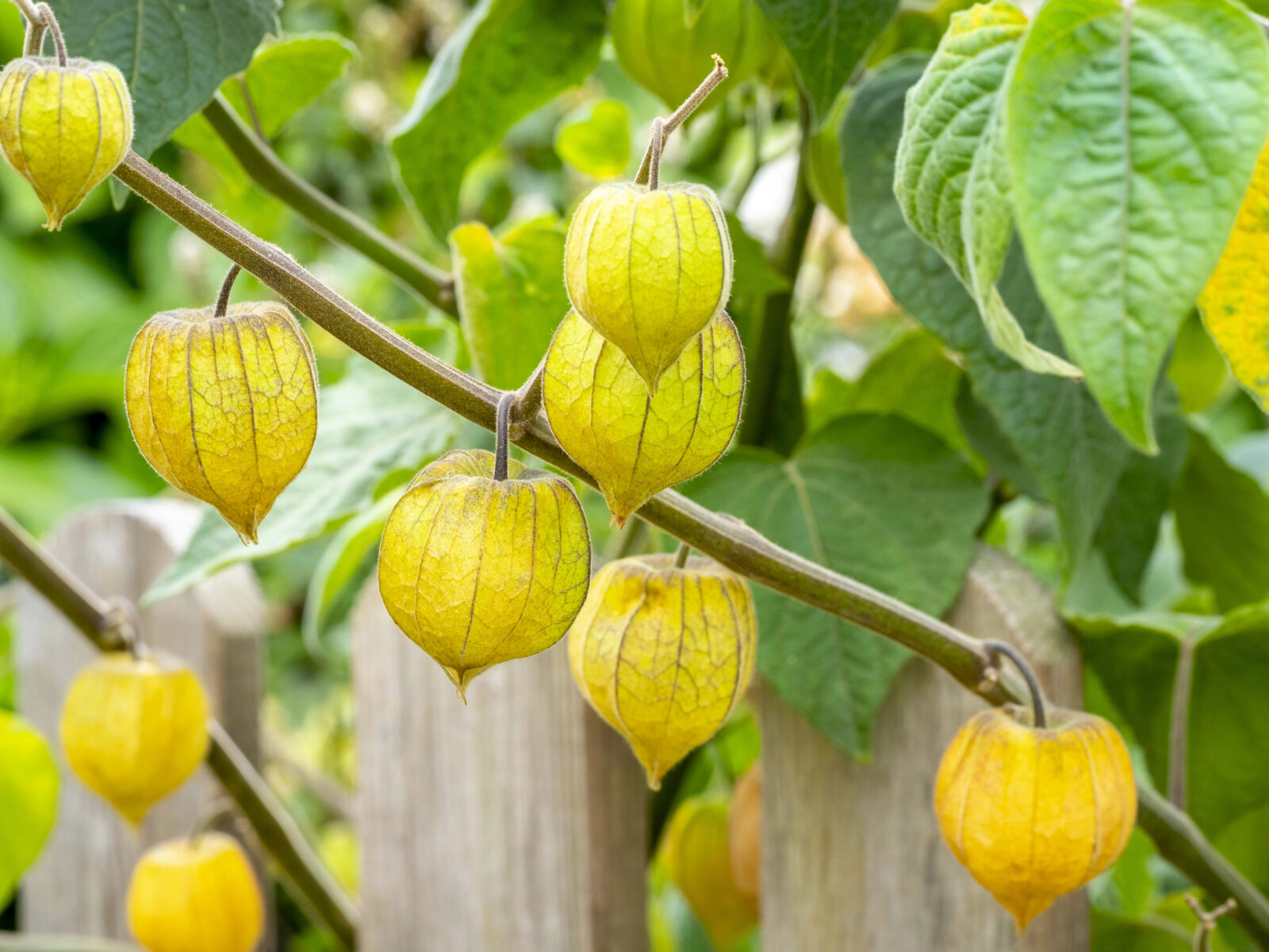Mochyně Peruánska / Foto: Depositphotos