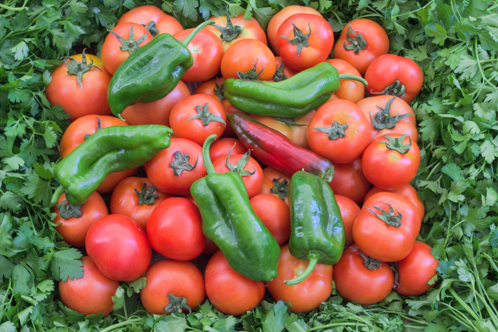 Obrovská úroda / Foto: Depositphotos