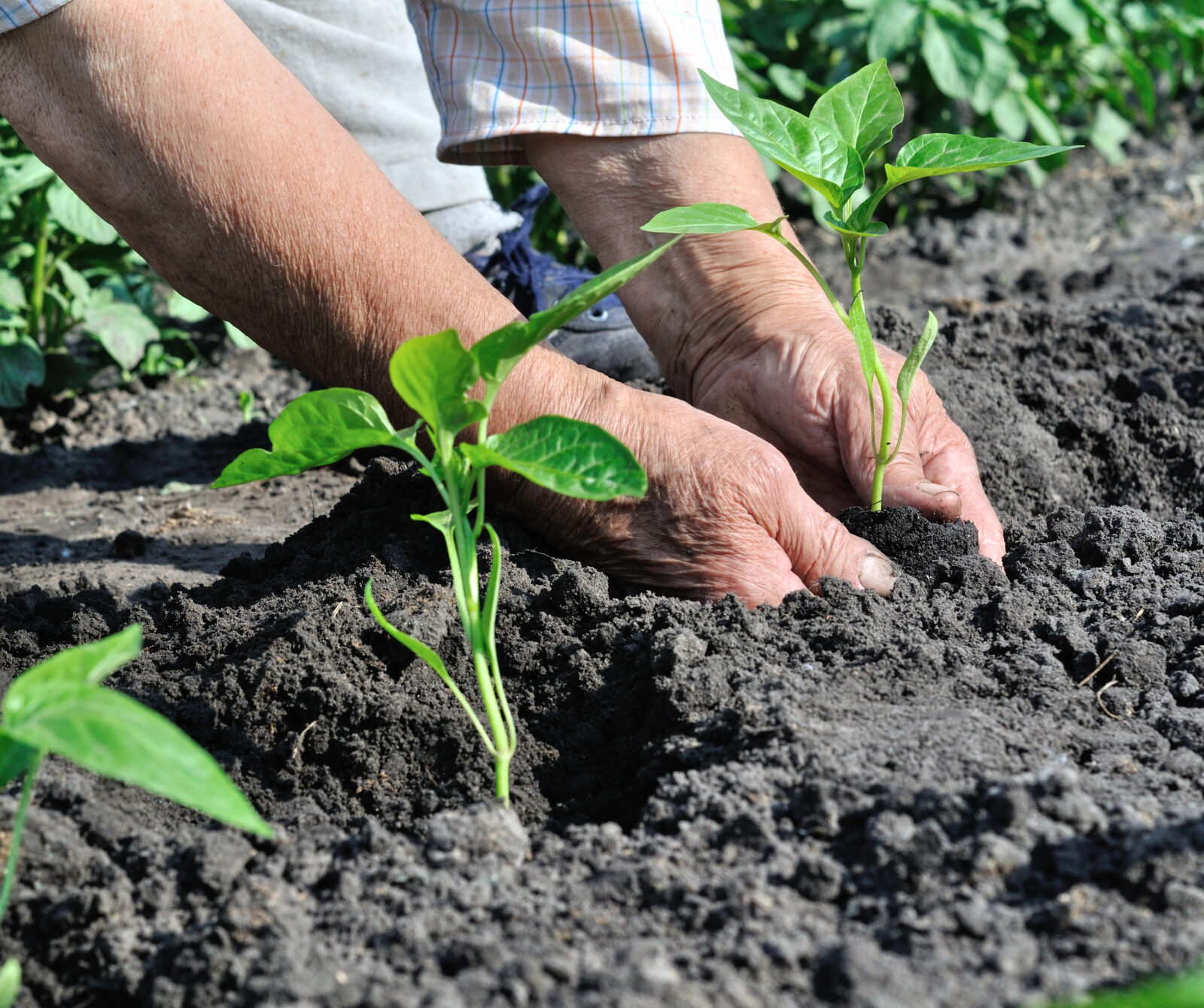 Paprika sázení / Foto: Depositphotos