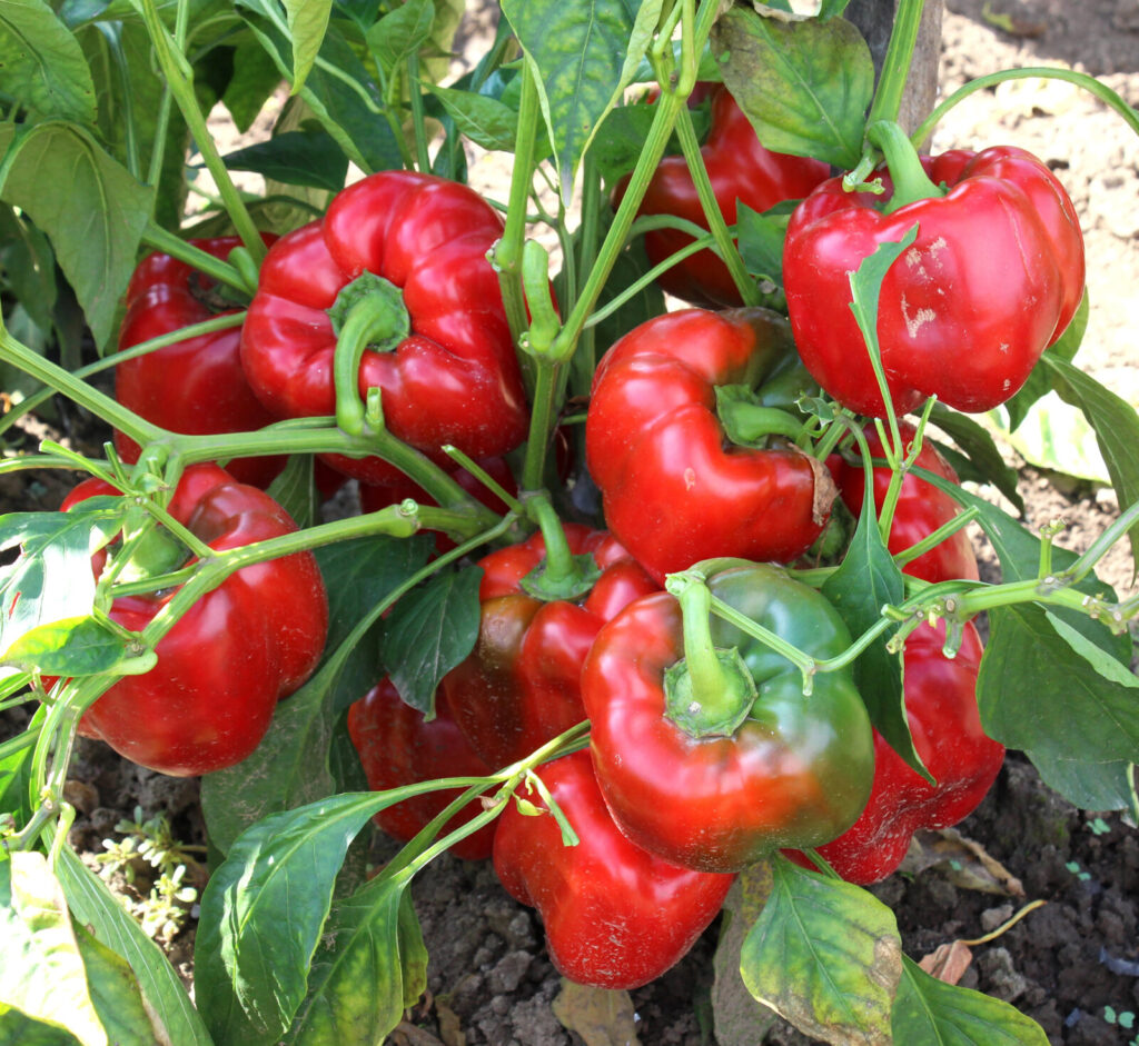 Paprika sladká / Foto: Depositphotos
