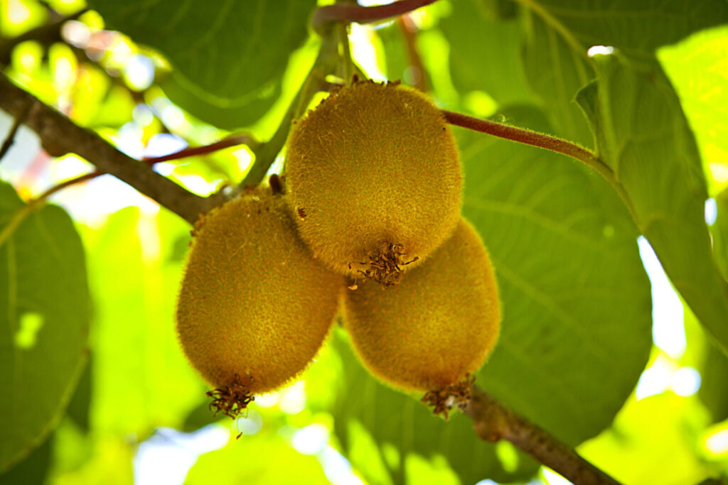 Pěstování kiwi / Foto: Depositphotos