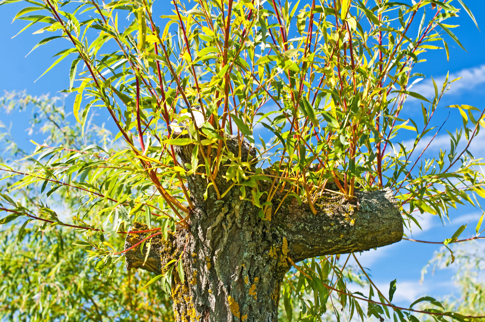 Prostřihávání vrby / Foto: Depositphotos
