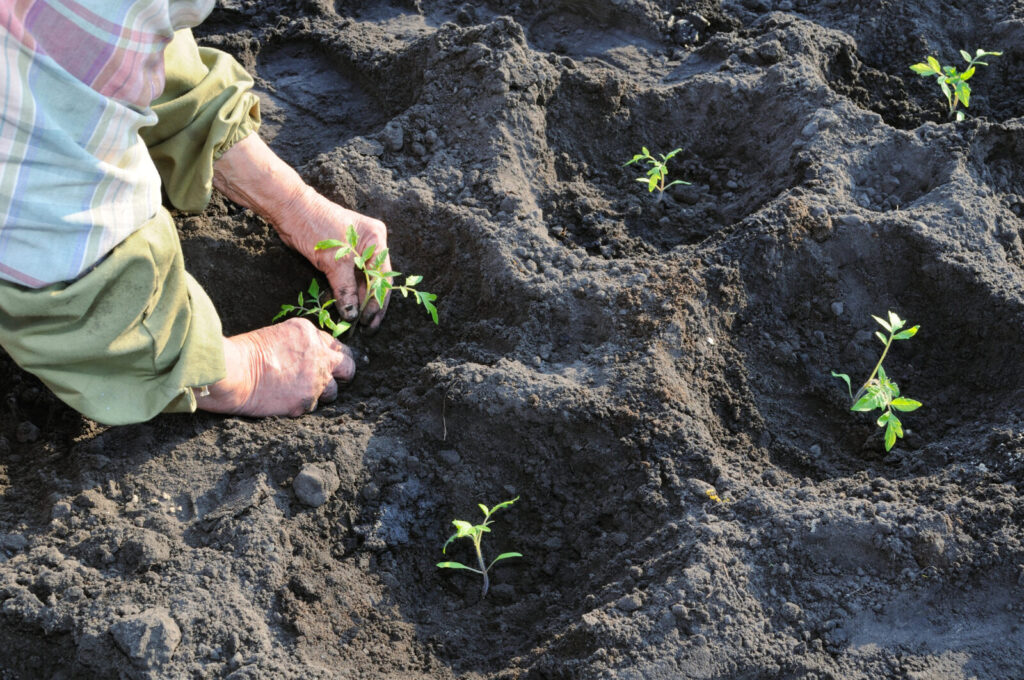 Sázení rajčat / Foto: Depositphotos