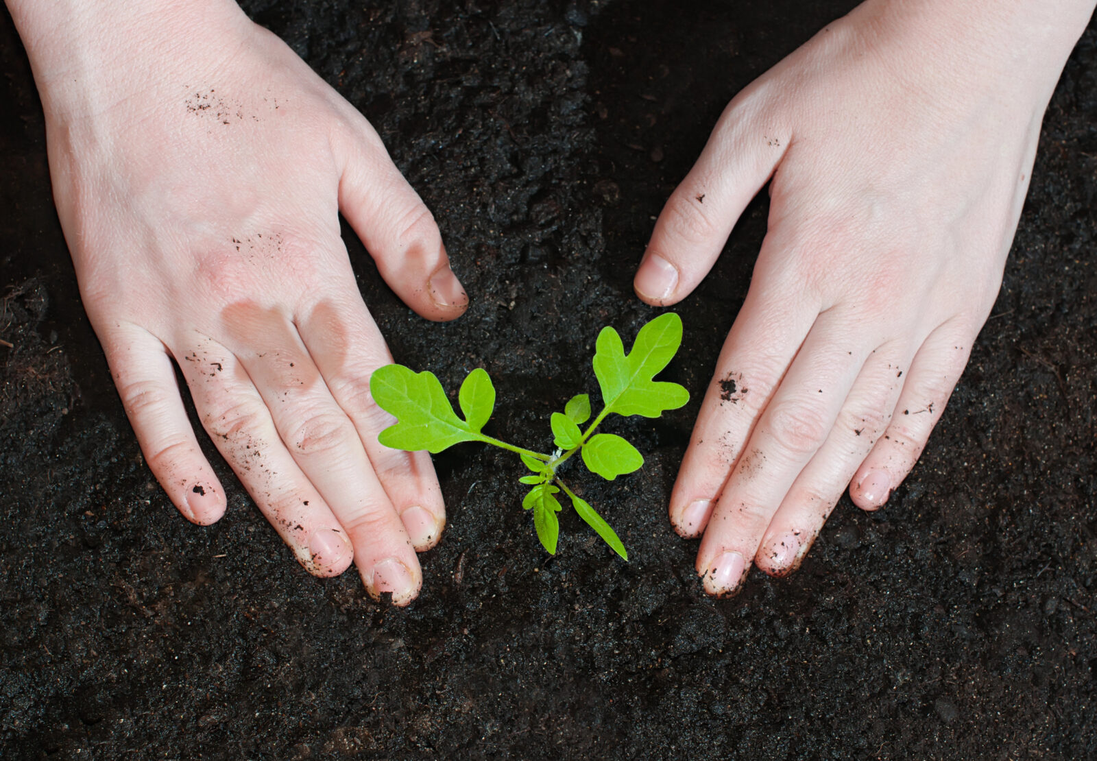 Sazenice rajčat / Foto: Depositphotos