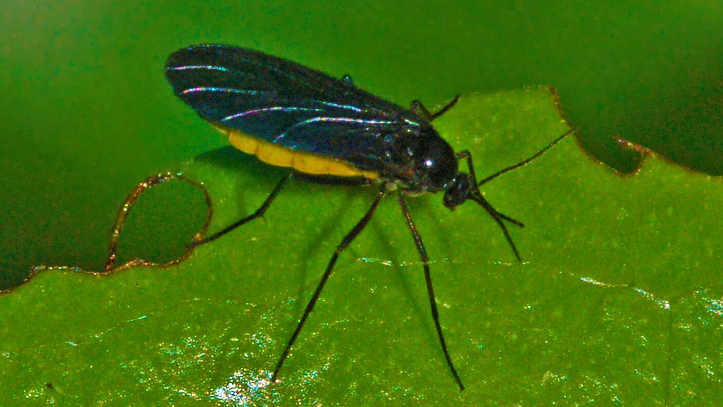 Smutnice / Foto: Hectonichus, CC BY-SA 4.0, Wikimedia.org