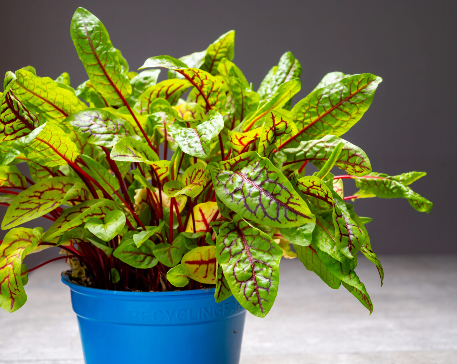 Šťovík / Foto: Depositphotos