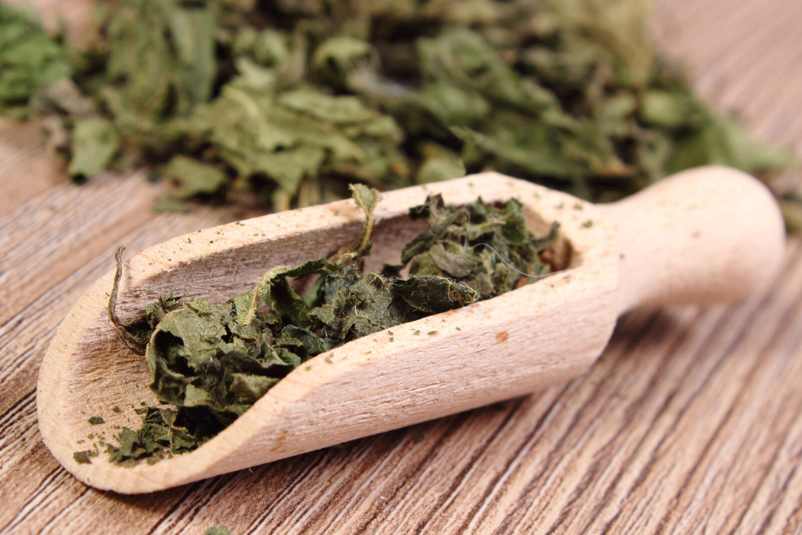 Sušená kopřiva / Foto: Depositphotos